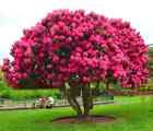 20 SEEDS American Cherry Tree blossom flowering bud rare bloom exotic garden