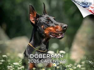 Dobermann Hunderasse Kalender 2026 12x18 Made in USA - Bild 1 von 7