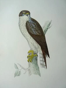 c1870 Antique Print THE GOSHAWK History of British Birds by F.O. Morris - Picture 1 of 3