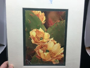 Quadro acquerello LE fico d'india II stampa Heidi Rosner fiori di cactus COA - Foto 1 di 5