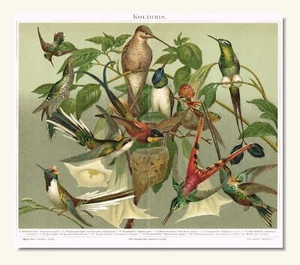HUMMINGBIRDS Antique Print 1890 Original Lithography 19 century Wall Art - Picture 1 of 10