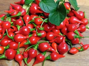 BIQUINHO VERMELHO 5+ Chili Samen - mild, fruchtige Chilibeeren - Bio Chilisamen - Bild 1 von 4