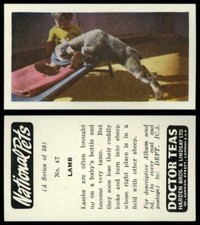 Lamb #47 National Pets 1961 Doctor Teas Card