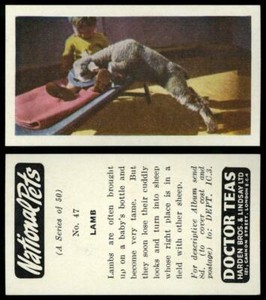 Lamb #47 National Pets 1961 Doctor Teas Card