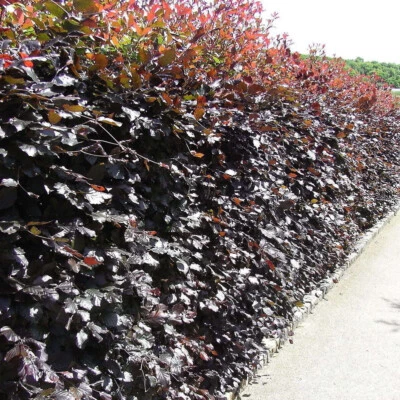 10 Copper Beech 2-3ft Purple Hedging Trees.Stunning all Year Colour 60-90cm - Image 1 of 4