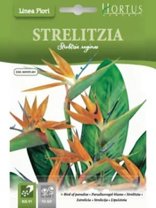 SEMI STRELITZIA - Foto 1 di 1