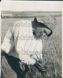 1932 Wheat Expert Herman Trelle in Field Wembley Alberta Canada Press Photo - Picture 1 of 2