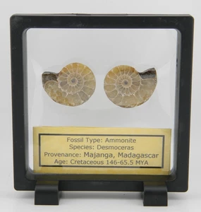 Ammonite Pair, Polished 1 1/4 " x 1 1/8 " 18.42 grams Madagascar Frame Included - Picture 1 of 3