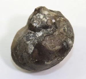 Lumache, Holopea inaequistriata, Ordovicium, Unkarsheden, Dalarne, Svezia-K109 - Foto 1 di 6