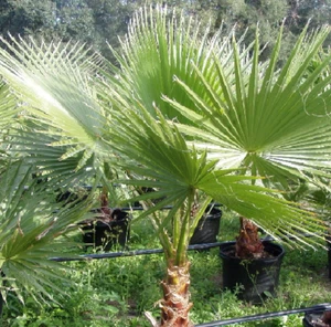 Palm Tree Fans Washingtonia Filifera 20 Seeds Fresh - Picture 1 of 1