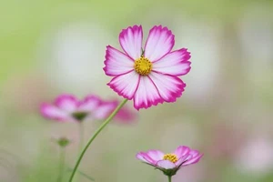 Pink Flowers, Ultra 4K, In a field Poster 24x36 inch - Picture 1 of 1