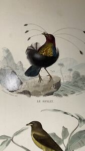 Gravure Originale XIXe Buffon Dessin de Traviès Oiseau Sifflet Pique Boeuf 1850
