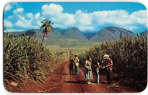 Sugar Fields, West Maui Mountains, Hawaii 1959 Vintage Postcard - Picture 1 of 2