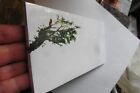 Neuf - Lot sachet de 15 enveloppes longues imprimées oiseau et colombe olivier