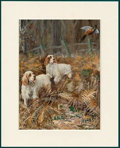 CLUMBER SPANIEL ZWEI HUNDE UND VOGEL SCHÖNER HUNDENDRUCK RAHMENFERTIG MONTIERT - Bild 1 von 1