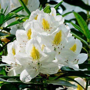 Rhododendron Madame Masson Evergreen Outdoor Garden Shrub White Flowering Plant - Picture 1 of 14