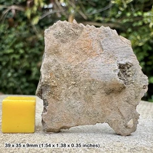 Trionyx Fossil Turtle Shell – Eocene Barton Beds Hampshire UK, Genuine - Picture 1 of 1