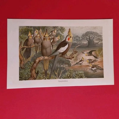 Orig.(1915) Chromolithographie Nymphensittich  - Bild 1 von 4