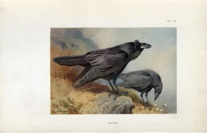 Raven Antique 1925 Bird Art Print by Archibald Thorburn - Picture 1 of 1