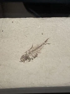 X-RAY Bones! Fifty Million Year Old Diplomystus FISH Fossil Fine Cond. W/ Frame - Picture 1 of 9