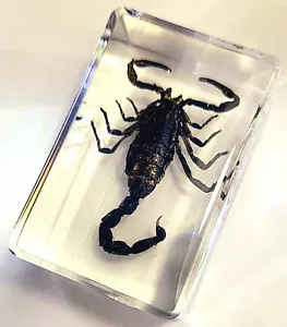 Echter 44 mm schwarzer Skorpion in klarem Plexiglas Harz Wissenschaft Bildung Probenblock - Bild 1 von 9