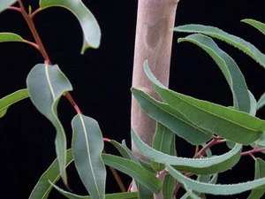 Eucalyptus citriodora, Zitronenduftgummi, Baumsamen (schnell duftend immergrün) - Bild 1 von 5