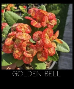 Crown of thorns Golden Bell Thai Rooted Euphorbia Milii Corona De Cristo Plant - Picture 1 of 2