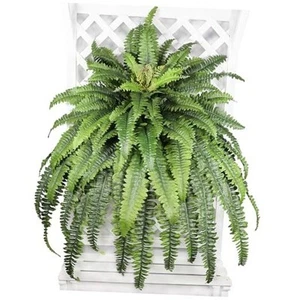 Large Artificial Boston Fern 68" Fake Ferns Silk Artificial Plants for Outdoor - Picture 1 of 7