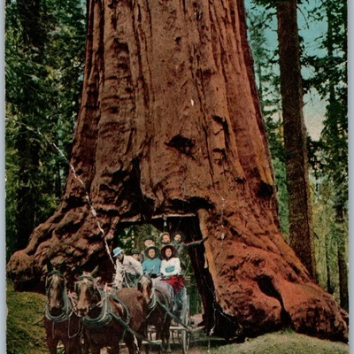 c1910s California Redwood Tree Stagecoach Horses RPPC Photo Yosemite Sequoia - Image 1 of 3