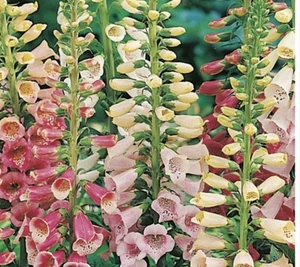 Foxglove Digitalis Purpurea Seeds, Wildflower, 3000 to 12000 Excelsior Mixed - Picture 1 of 6