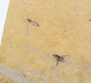 Insekten, Tertiär, Oligozän, Cereste, Frankreich - L636 - Picture 1 of 6