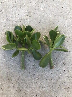 2 plantas de jade frescas de corte sin raíz listas para plantar Foto 1 de 4