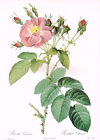 Redoute Rose Double Puny 10" x 14" Nadruk Kwiat Roślina Obraz RR #201