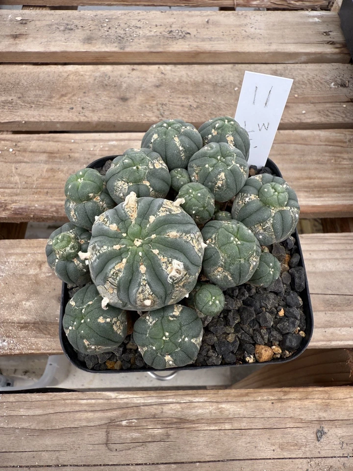 Grupo de múltiples cabezas de cactus Aztekium Astrophytum Foto 1 de 3