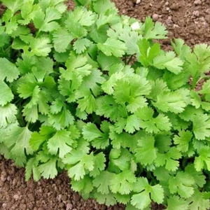 Coriander Treat Herb Right From Your Garden Coriandrum Santo Cilantro 100 Seeds - Picture 1 of 2