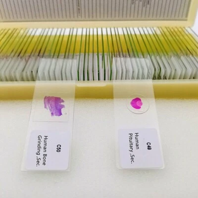 50 PIEZAS Nuevas Secciones de Tejido de Mamíferos Histología Preparadas Espécimen Microscopio Diapositivas Foto 1 de 4