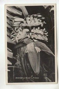 Real Photo Postcard Bananas in Bloom in Florida FL 3846 - Picture 1 of 1