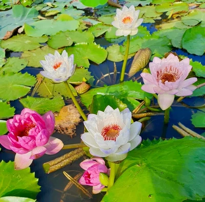 20 semillas de loto para plantar en agua - Semillas de flor de loto de color mezclado precortadas - con Foto 1 de 4