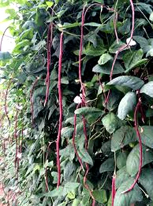 100 Seeds Fresh Yard Purple long Bean Thai Vegetable Plant / TRACKING - Picture 1 of 9