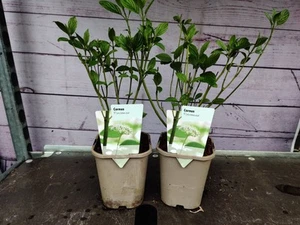 2 x 1L Cornus 'Flaviramea' Golden-Twig Dogwood Garden Shrub Plant 1 Litre Pots - Picture 1 of 2