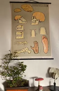 Original 1960 anatomical school chart comparing human skeleton & monkey skeleton - Foto 1 di 9