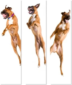 Deutscher Boxer Schild Jump Set Wandschild Hundeschild Fun cool Design - Bild 1 von 3