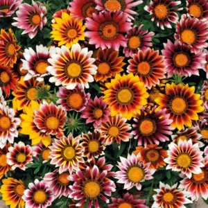 Gazania Splendens Mix 100 Semi Di Fiori Freschi Consegna Gratuita Nel Regno ☆ - Picture 1 of 10