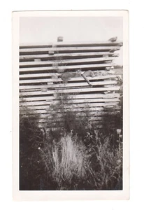 Vintage Photo Farm Cats Kittys Sunning on Building Slats 1940s snapshot - Imagen 1 de 1