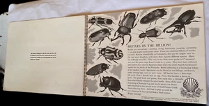Shell Picture Card Album. Australian Beetles. 38 Cards included. LC01 - Imagen 1 de 10