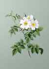 Blooming White Rosebush PREMIUM POSTER FILM PRINT HIGH QUALITY Thick paper