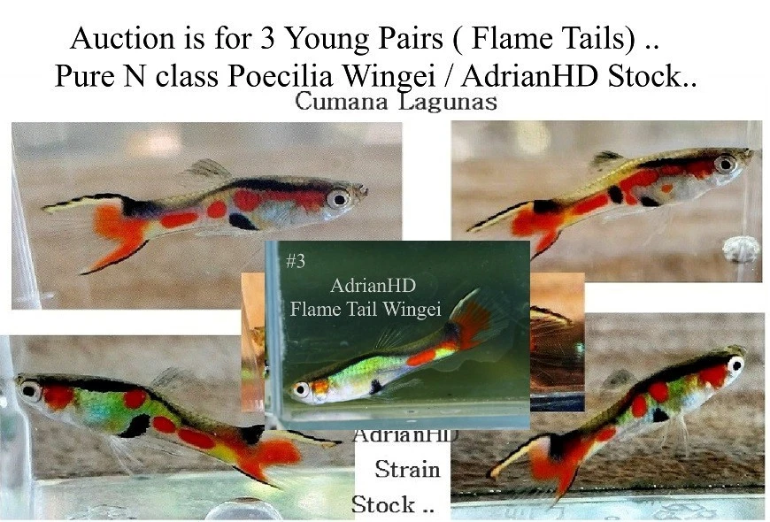 Endlers Livebearer Flaitails, Wild Type Guppy, N Class cepa pura Poecilia Foto 1 de 1