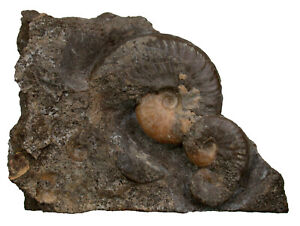 Lias  Standstück  3x Eleganticeras elegantulum  Ammonit  Altdorf   E5-10
