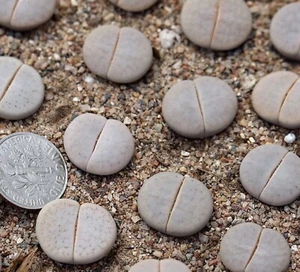 Plant -one- Lithops pseudotruncatella C244 - Picture 1 of 4