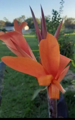 橙色 Canna Lilly 种子。 (10) Semillas de Coyol Anaranjado。 (10) — 第 1/4 张图片